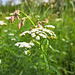 Gemeine Schafgarbe (Achillea millefolium)