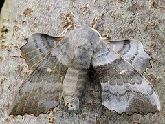 Gynandromorph Poplar Hawk Moth