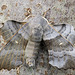 Gynandromorph Poplar Hawk Moth