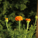 Tagetes erecta