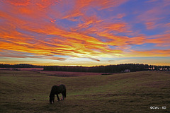 Grazing at dusk