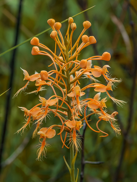 Platanthera ciliaris (Yellow fringed orchid)