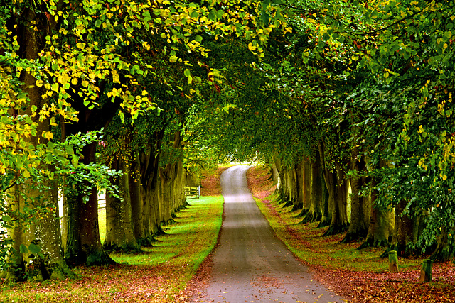 Hinton St Mary Avenue of Beeches