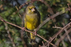 20150214 6907VRTw [D~RI] Grünfink (Carduelis chloris) [m], Rinteln