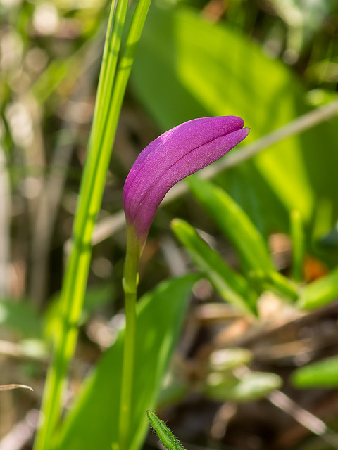 Arethusa bulbosa (Dragon's Mouth orchid)