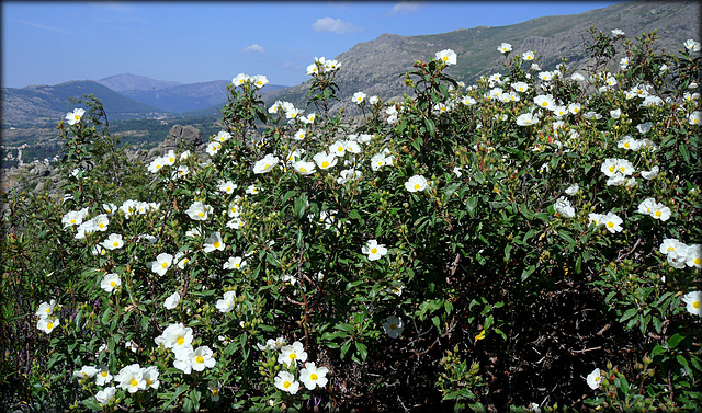 Cistus.