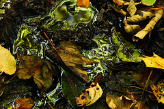 Wet And Muddy Puddled Leaves