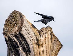 A crow on the remains of a favourite tree