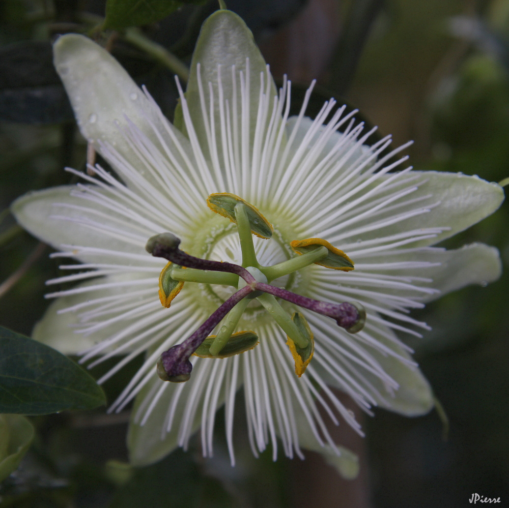 Passiflore