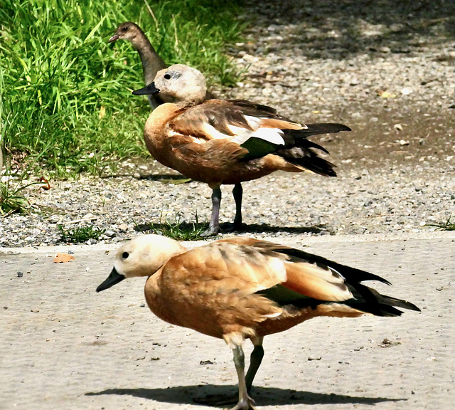 junge Rostgänse und Teichhuhn (1)