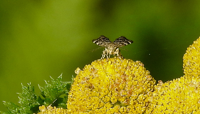20210831 2685CPw [D~LIP] Rainfarn (Tanacetum vulgare), Brennnessel-Spreizflügelfalter (Anthophila fabriciana), UWZ, Bad Salzuflen