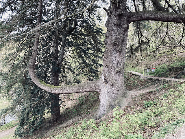 Aira Force tree