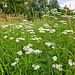 Gemeine Schafgarbe (Achillea millefolium)