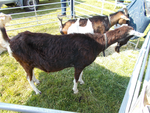 STTES[23] - two munching lunch (petting 5 of 5)