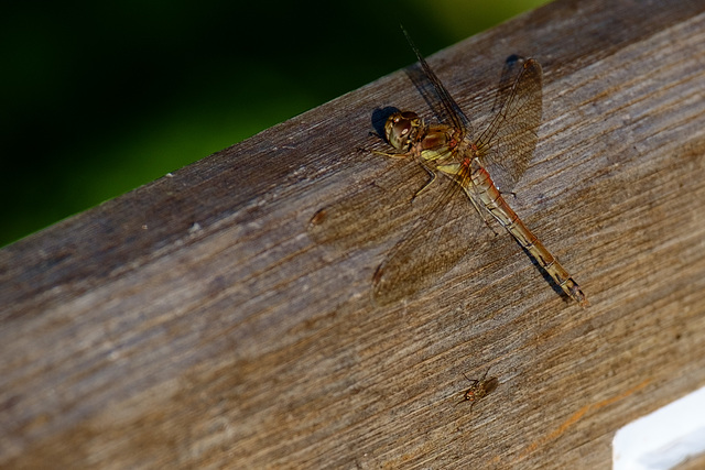 Common Darter Dragonfly