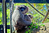 Silvery Gibbon Silvery Gibbon