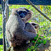 Silvery Gibbon