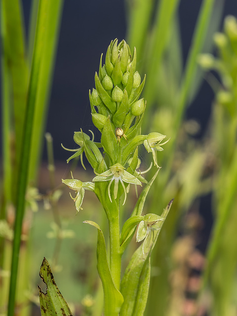 Habenaria repens (Water-spider orchid) with Crab Spider