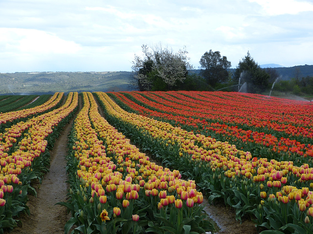 ...entre Lurs et Forcalquier ,ces beaux champs de tulipes...