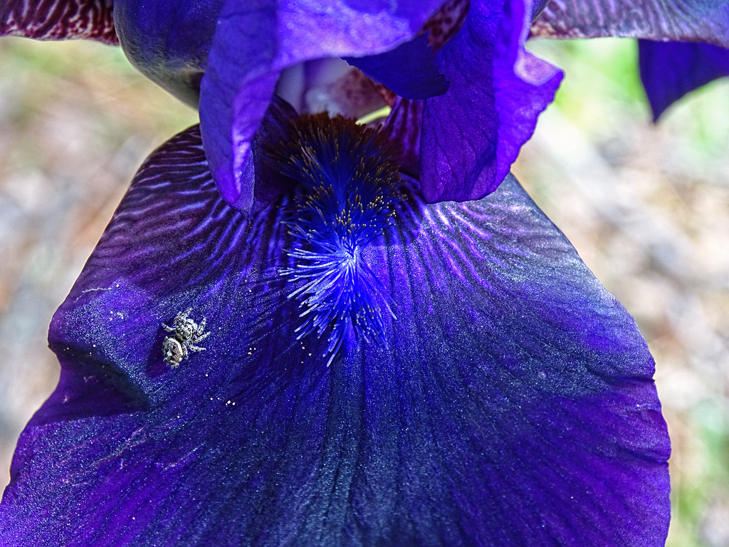 Purple Iris with Jumping Spider