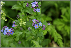 Myosotis des bois (2)