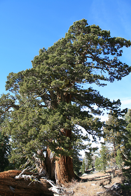 Giant Sierra Juniper.