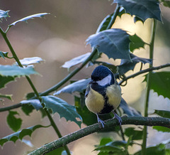 A great tit.10jpg