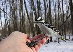 pic mineur / downy woodpecker