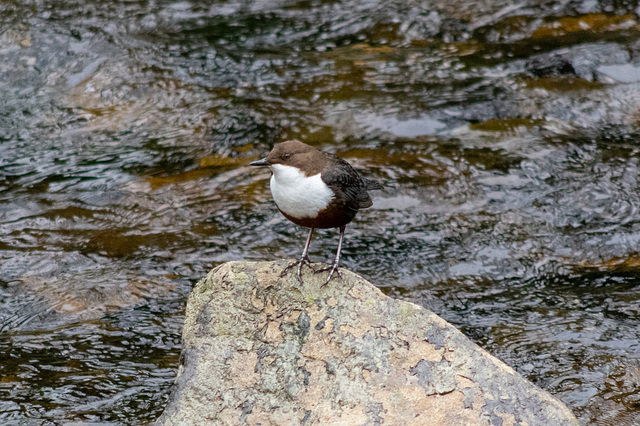 Dippers On Shepley St-3