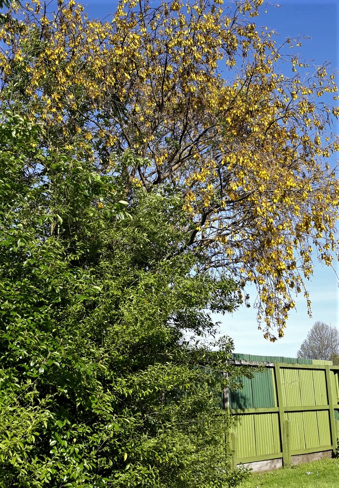 Kowhai Tree In Bloom.