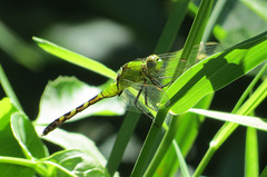 Pond Hawk, female