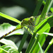 Pond Hawk, female