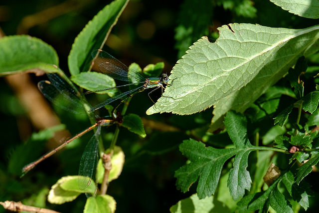 Emerald Damselfly