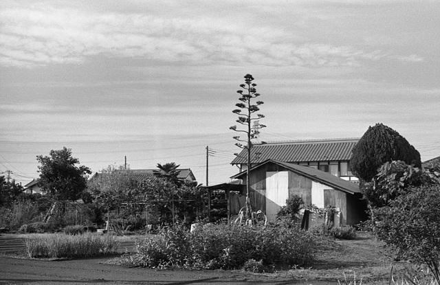 Home with century plant