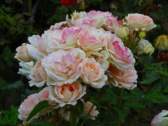 les roses ..