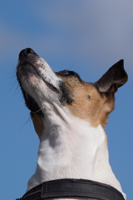 Jack Russell Terrier Rico DSC09402