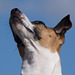 Jack Russell Terrier Rico DSC09402