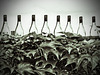 Wine Farmer's Fence