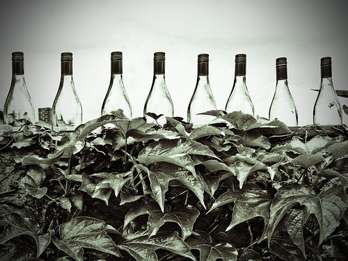 Wine Farmer's Fence