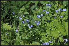 Myosotis des bois