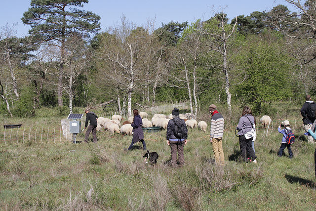 Transhumance du 5 mai 2016