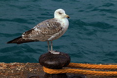 Dans l'attente d'un festin