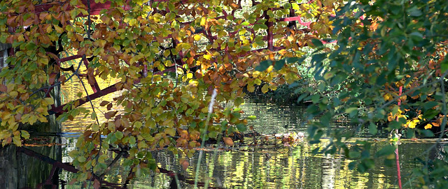 Beech at the bridge. Wallsend Park