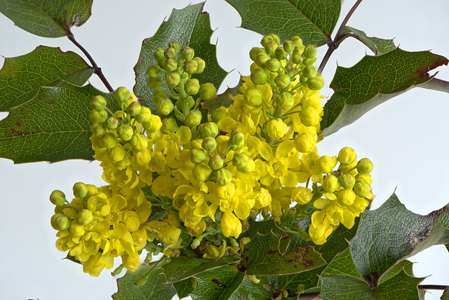 Mahonia aquifolium