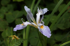 Toughleaf Iris