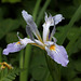 Toughleaf Iris