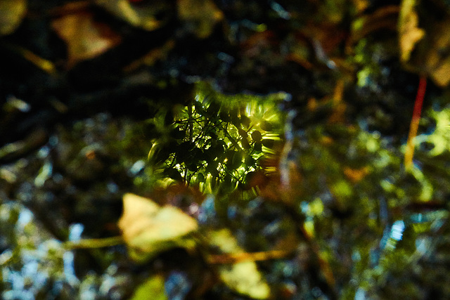 Puddled Reflection