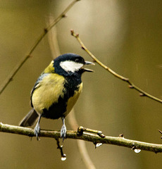 A great tit8