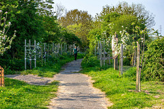 West Kirby footpath with planted apple trees.