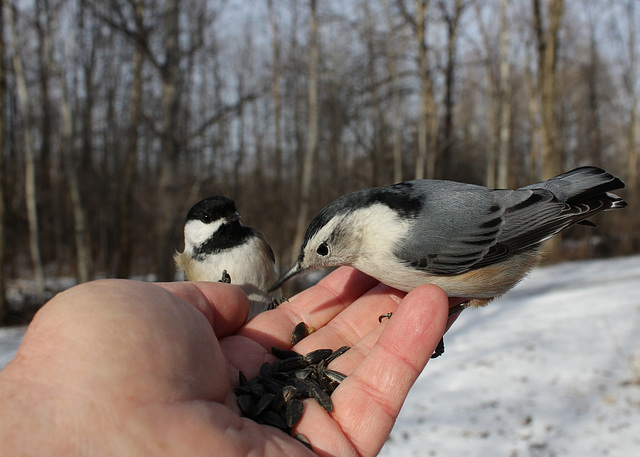 sitelle et mésange / nuthatch and chickadee sitelle et mésange / nuthatch and chickadee